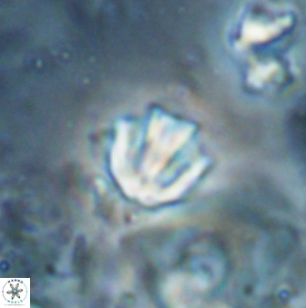 Catinaster coalitus 26839