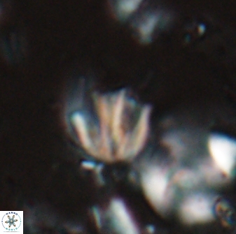 Catinaster coalitus 26844
