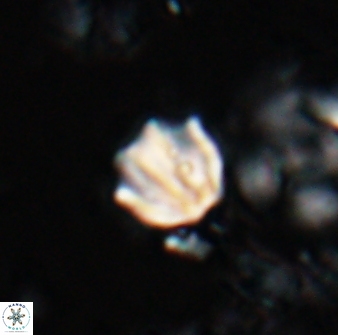 Catinaster coalitus 26846
