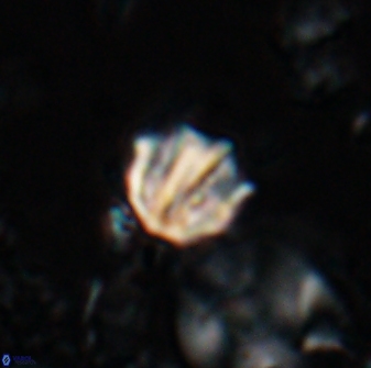 Catinaster coalitus 26841