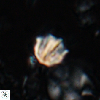 Catinaster coalitus 26841