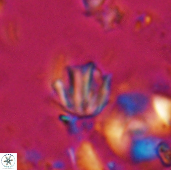 Catinaster coalitus 26843