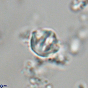 Catinaster coalitus 29254