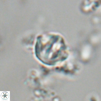 Catinaster coalitus 29254