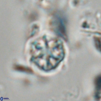 Catinaster coalitus 29256