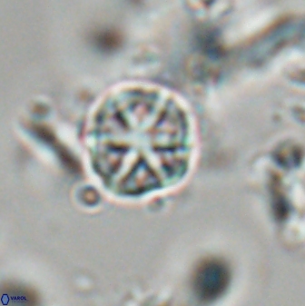 Catinaster coalitus 29257