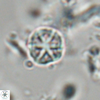 Catinaster coalitus 29257