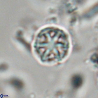 Catinaster coalitus 29258