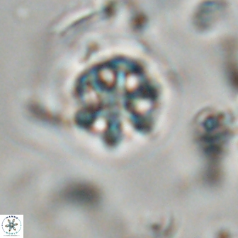 Catinaster coalitus 29259