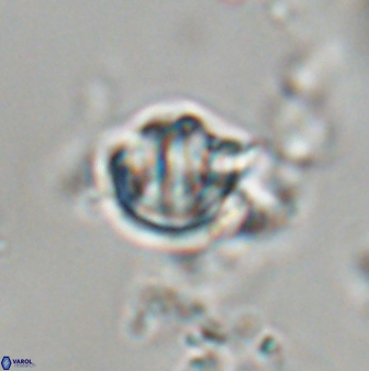 Catinaster coalitus 29253