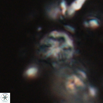 Catinaster coalitus 29264