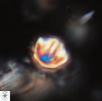 Catinaster coalitus 29269