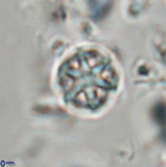 Catinaster coalitus 29261