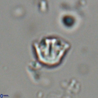 Catinaster coalitus 29308