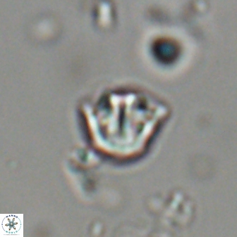 Catinaster coalitus 29308
