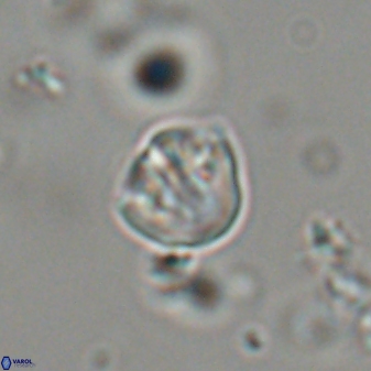 Catinaster coalitus 29309