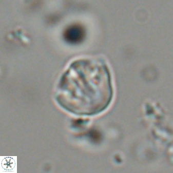Catinaster coalitus 29309