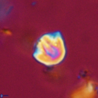 Catinaster coalitus 29314