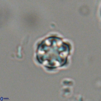 Catinaster coalitus 29316