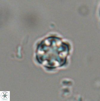 Catinaster coalitus 29316