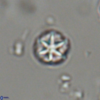 Catinaster coalitus 29317