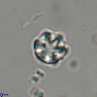 Catinaster coalitus 29319