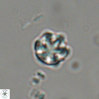Catinaster coalitus 29319