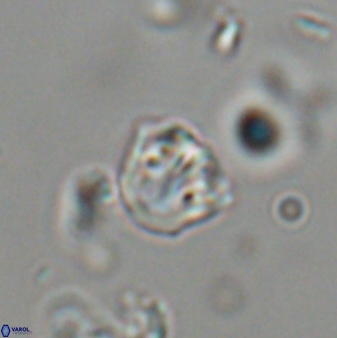 Catinaster coalitus 29310