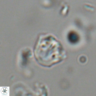 Catinaster coalitus 29310