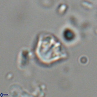 Catinaster coalitus 29311