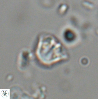 Catinaster coalitus 29311