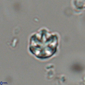 Catinaster coalitus 29320