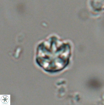 Catinaster coalitus 29320