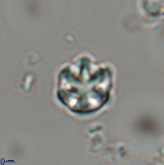 Catinaster coalitus 29321