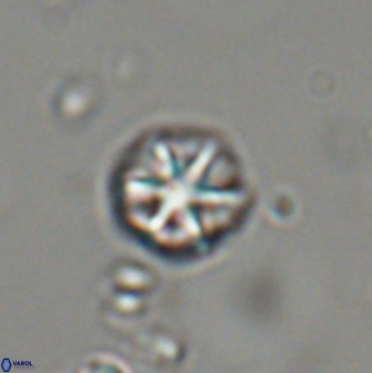 Catinaster coalitus 29322
