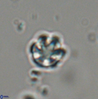 Catinaster coalitus 29323