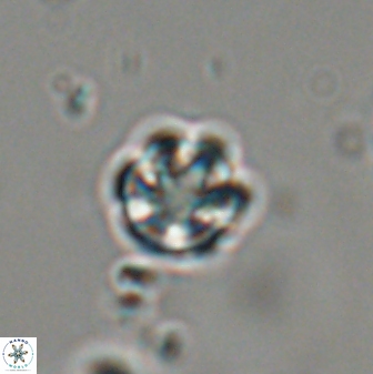 Catinaster coalitus 29323