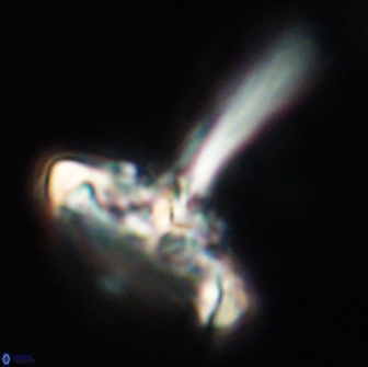 Caulophorolithus sigmoides 65042