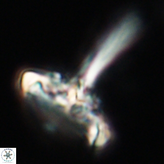 Caulophorolithus sigmoides 65042