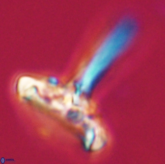 Caulophorolithus sigmoides 65043