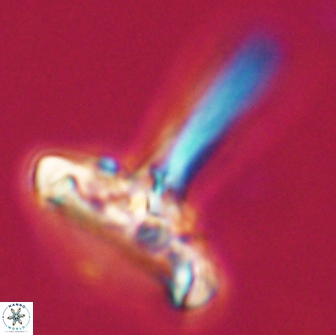 Caulophorolithus sigmoides 65043