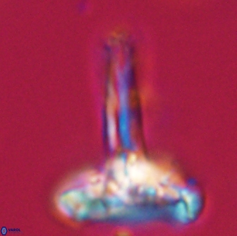 Caulophorolithus sigmoides 65046