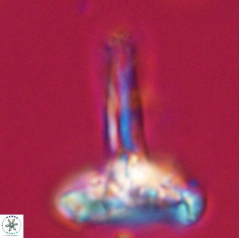 Caulophorolithus sigmoides 65046