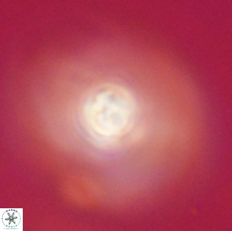Caulophorolithus sigmoides 65047