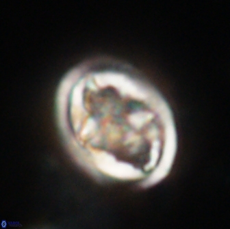 Caulophorolithus sigmoides 65049