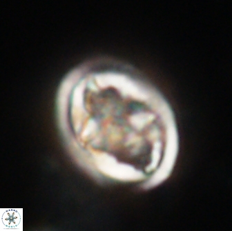 Caulophorolithus sigmoides 65049
