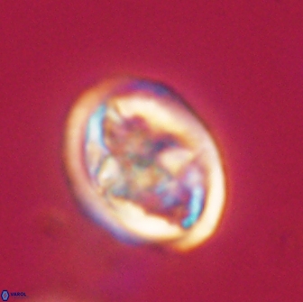 Caulophorolithus sigmoides 65050