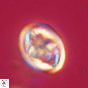 Caulophorolithus sigmoides 65050