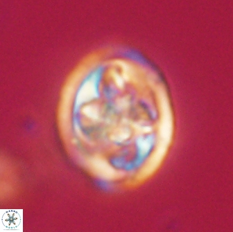 Caulophorolithus sigmoides 65054