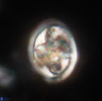 Caulophorolithus sigmoides 65055